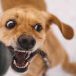 Dog bite lawsuit take