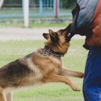 Dog attack lawyer